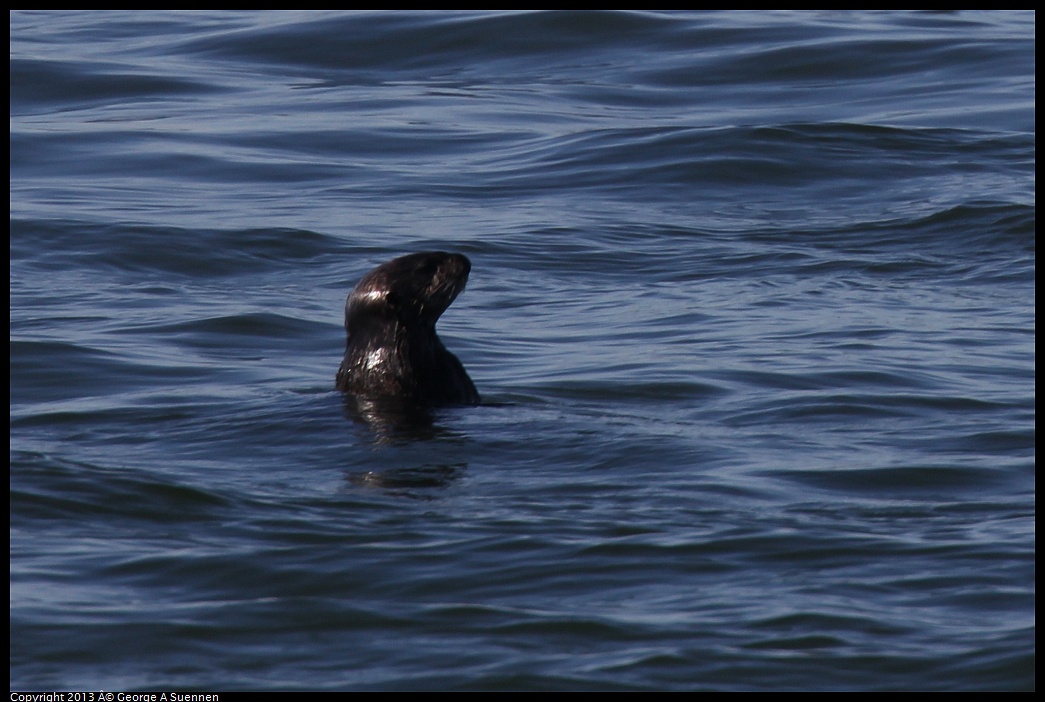 0210-101912-01.jpg - Sea Otter
