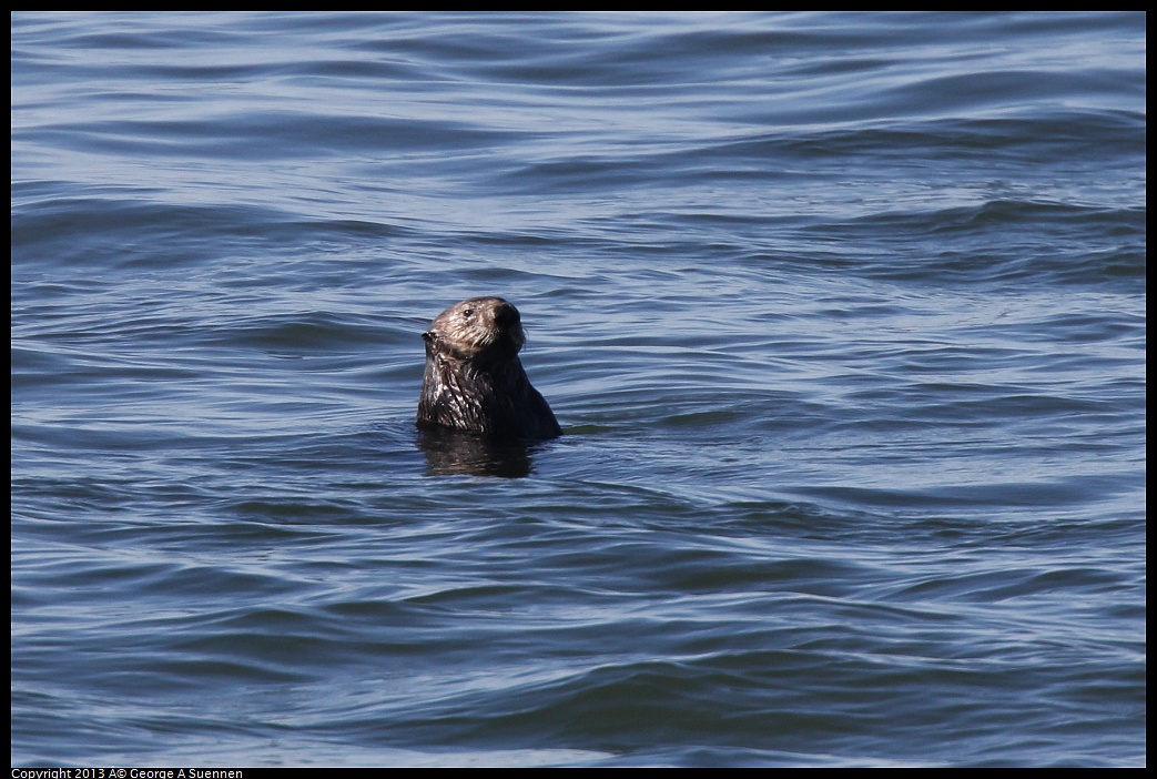 0210-101912-02.jpg - Sea Otter