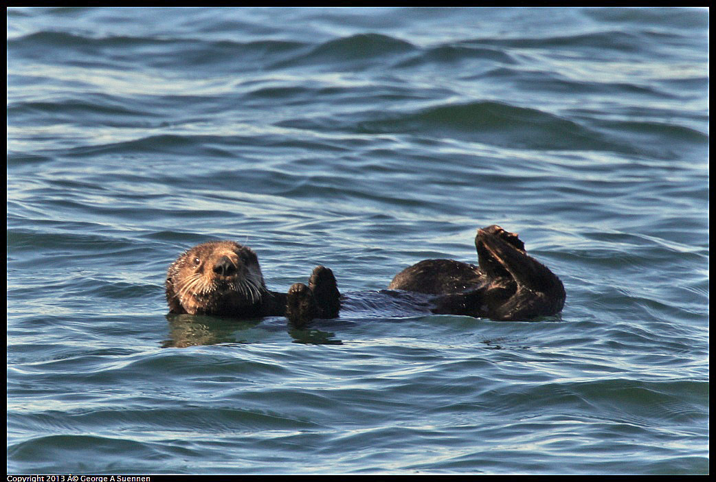 0210-102857-02.jpg - Sea Otter