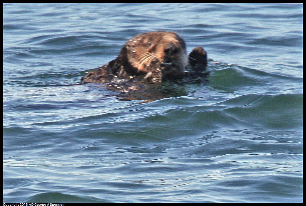 0210-102858-01.jpg - Sea Otter