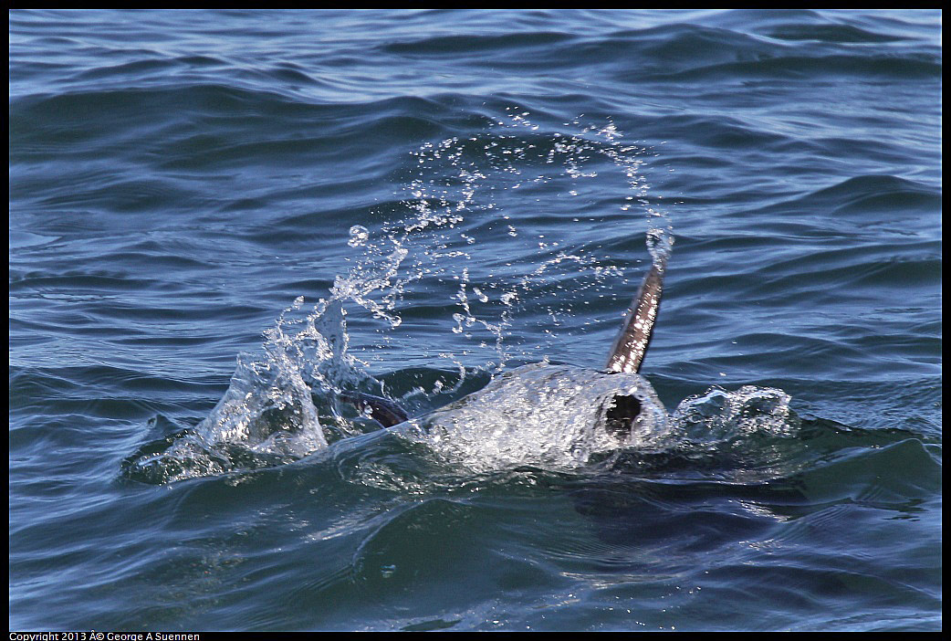 0210-102859-02.jpg - Sea Otter