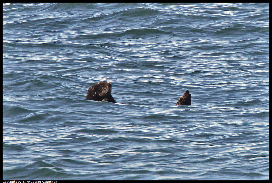 0210-103102-03.jpg - Sea Otter