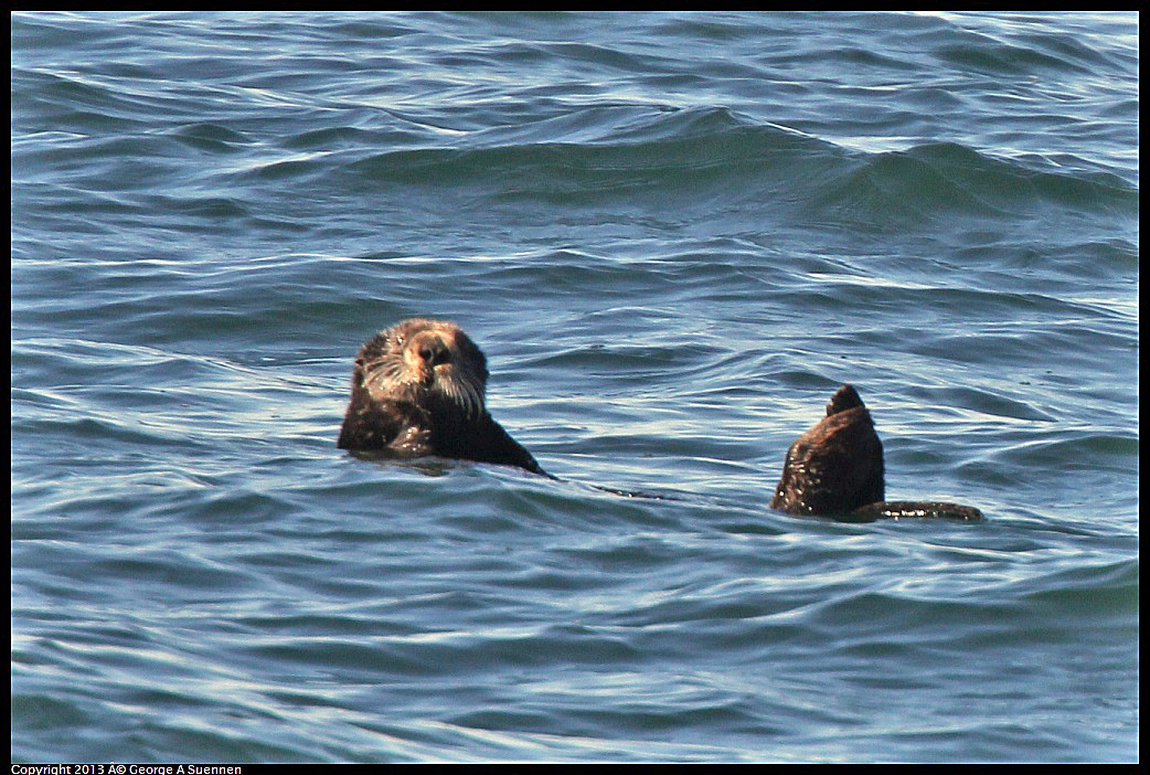 0210-103109-01.jpg - Sea Otter