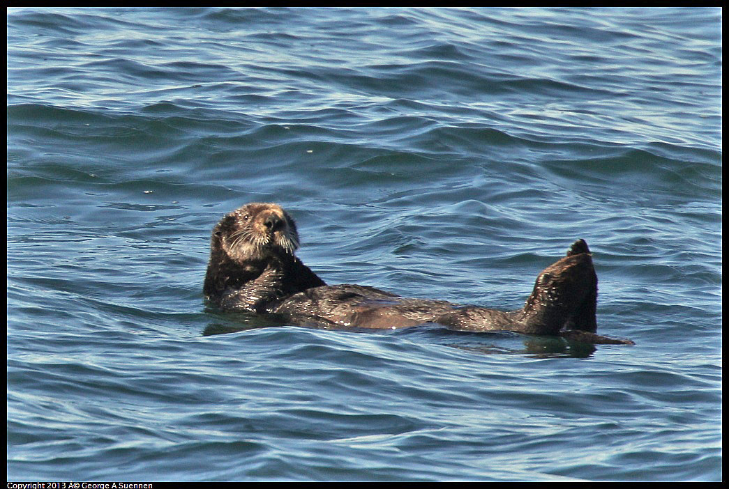0210-103113-05.jpg - Sea Otter