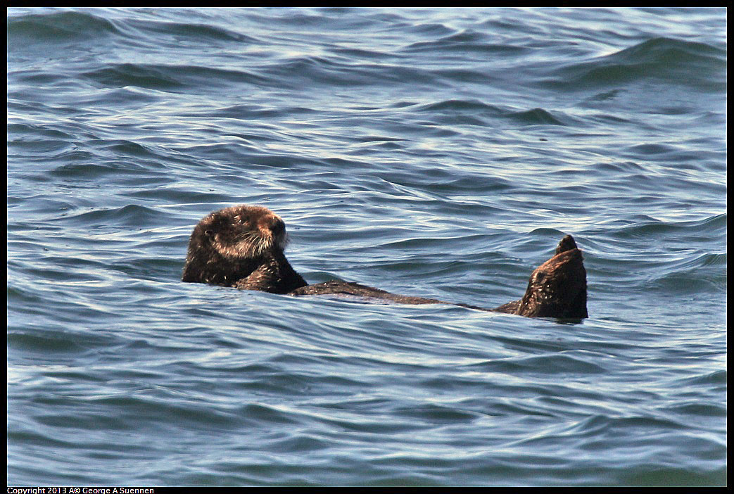 0210-103115-03.jpg - Sea Otter