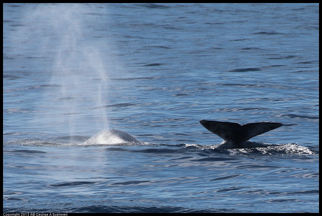0210-115557-01.jpg - Gray Whale
