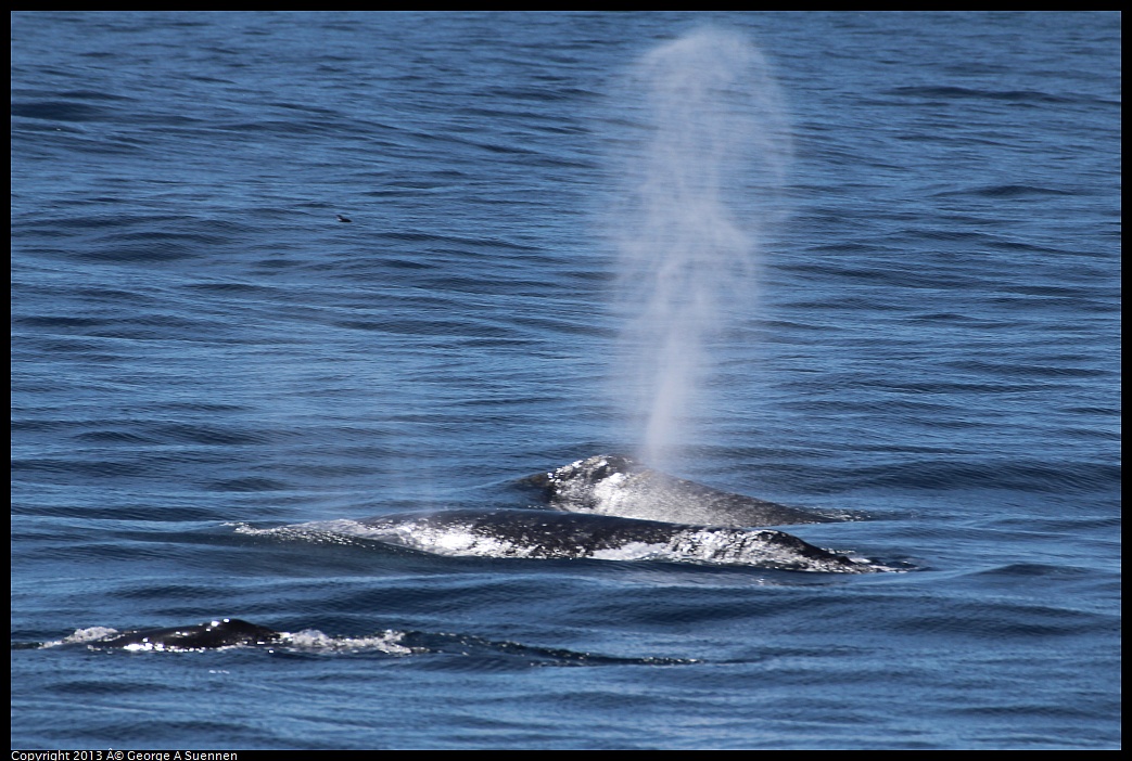 0210-115655-05.jpg - Gray Whale
