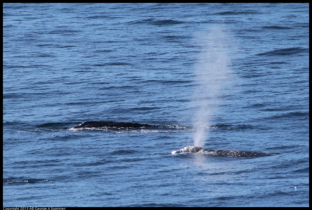 0210-120336-02.jpg - Gray Whale
