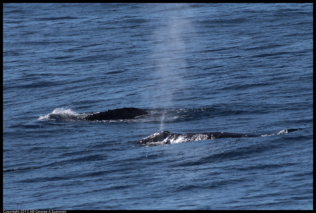0210-120336-05.jpg - Gray Whale
