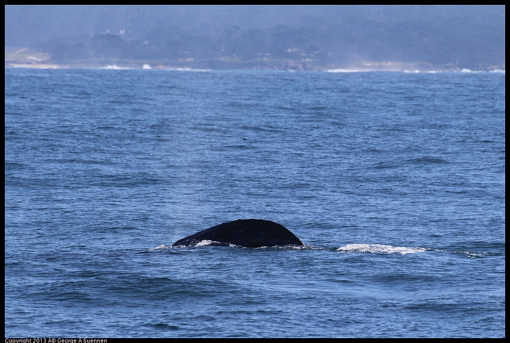0210-121004-02.jpg - Gray Whale