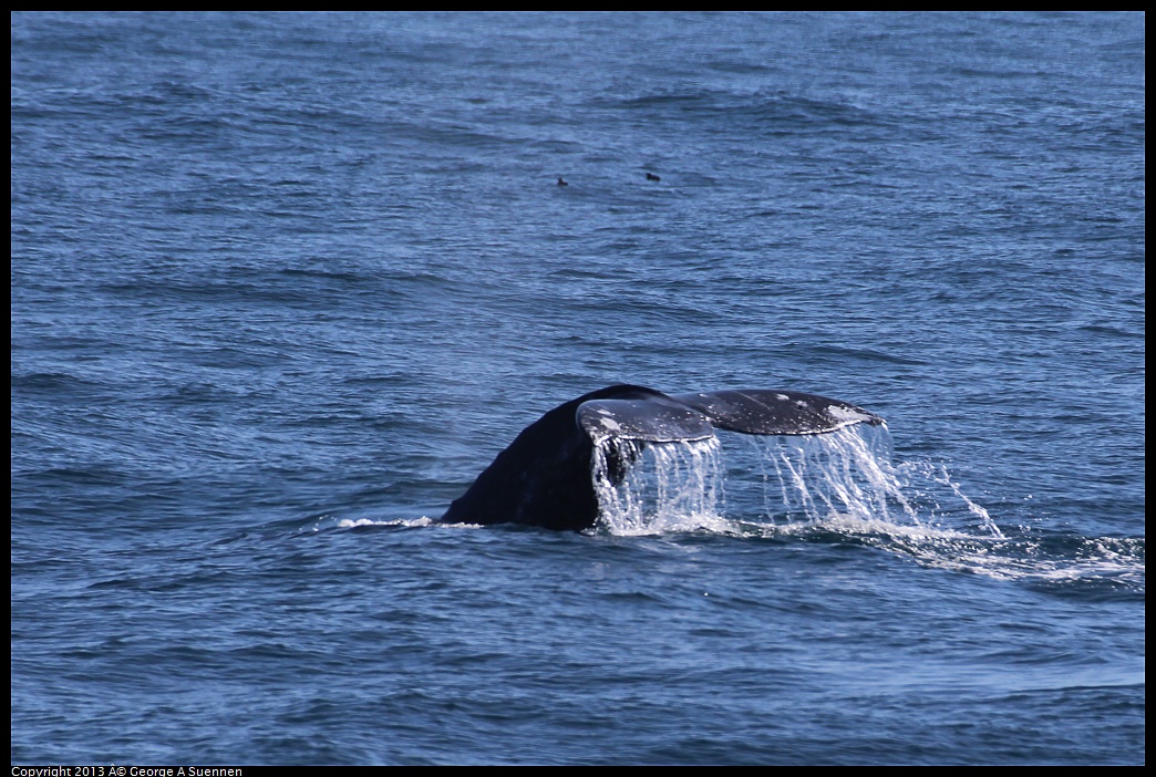 0210-121005-02.jpg - Gray Whale