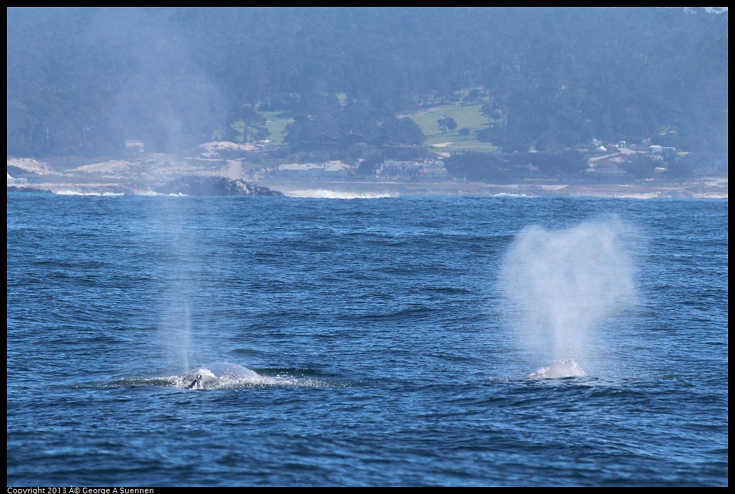 0210-121421-03.jpg - Gray Whale