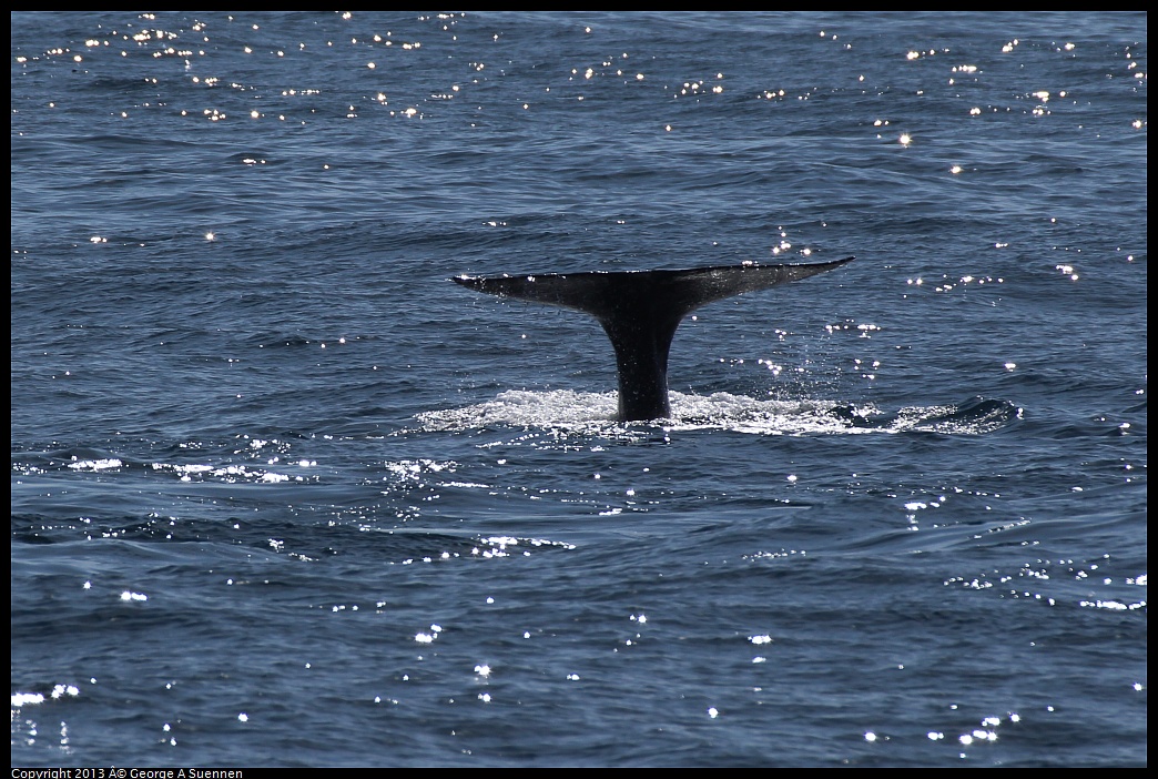 0210-121519-01.jpg - Gray Whale