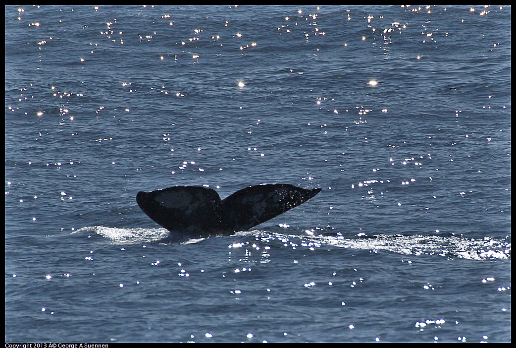 0210-121539-01.jpg - Gray Whale