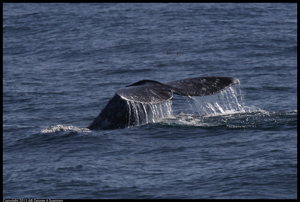 0210-121646-02.jpg - Gray Whale