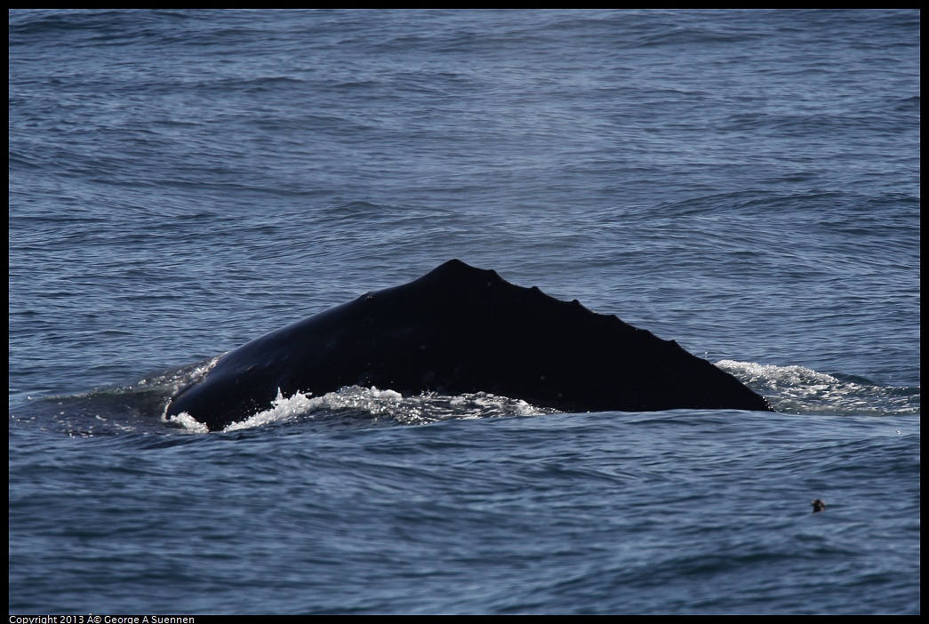 0210-121652-01.jpg - Gray Whale