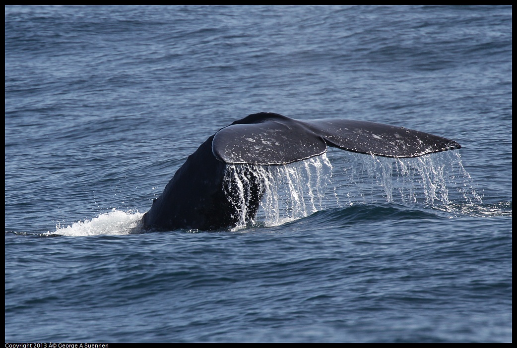 0210-121653-02.jpg - Gray Whale