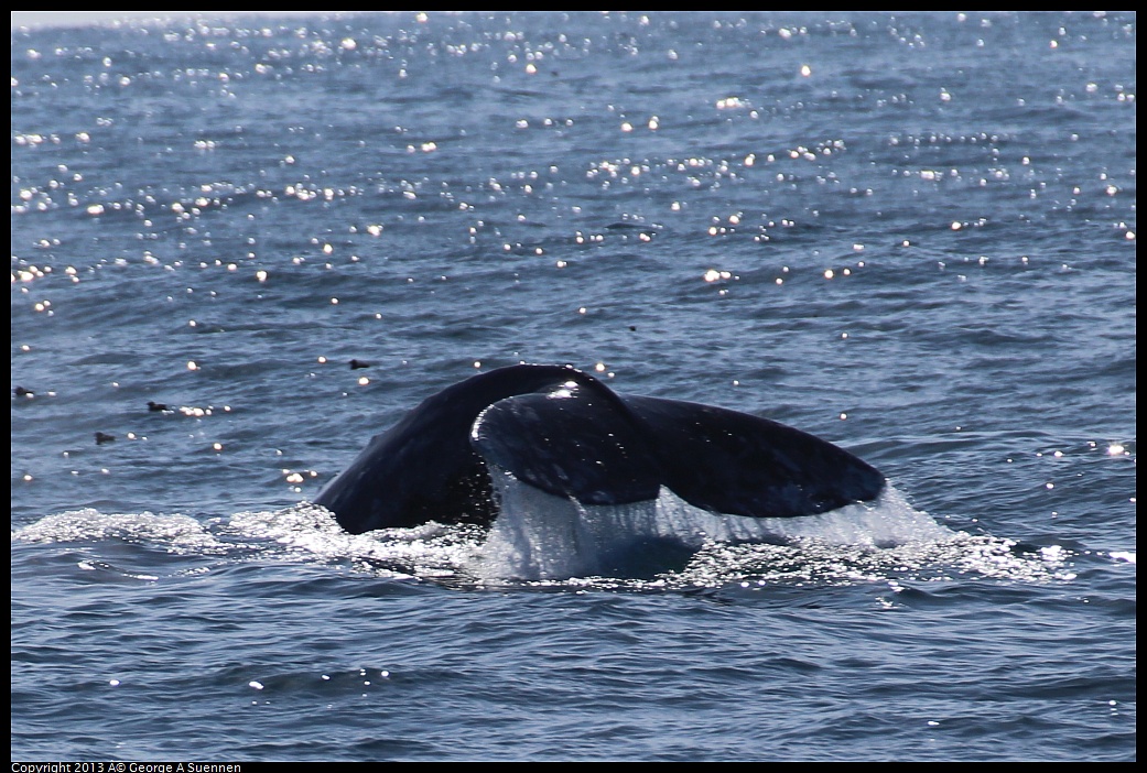 0210-121802-03.jpg - Gray Whale