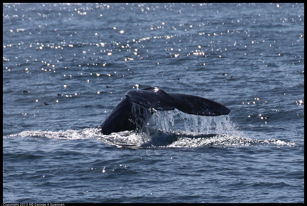 0210-121802-04.jpg - Gray Whale