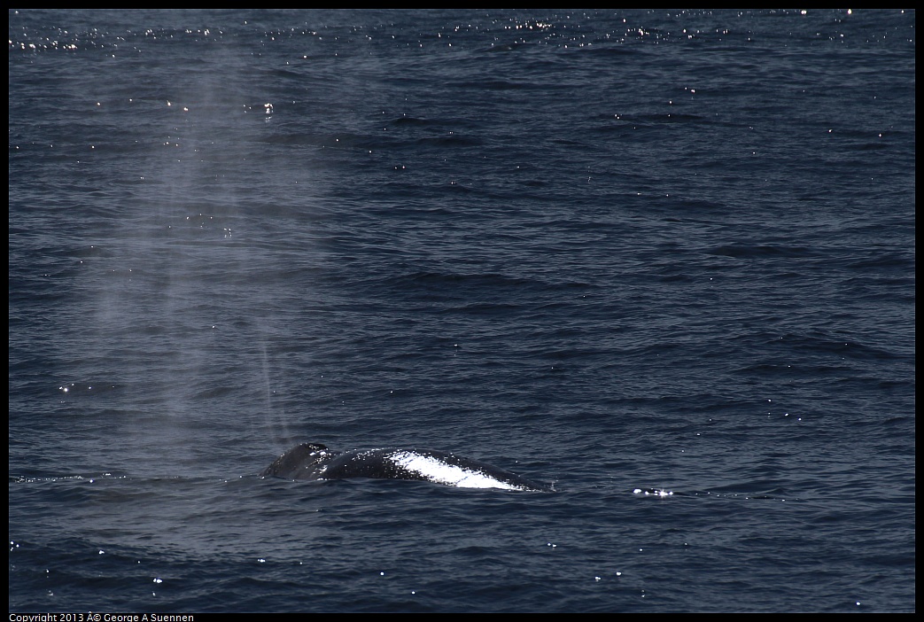 0210-121806-04.jpg - Gray Whale