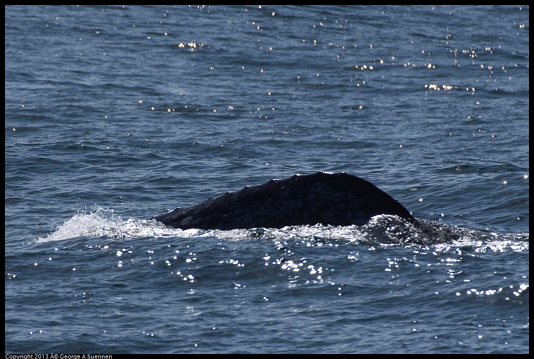 0210-121946-02.jpg - Gray Whale