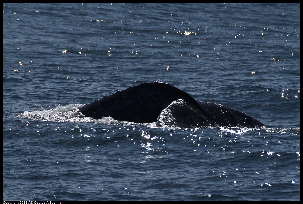 0210-121946-03.jpg - Gray Whale