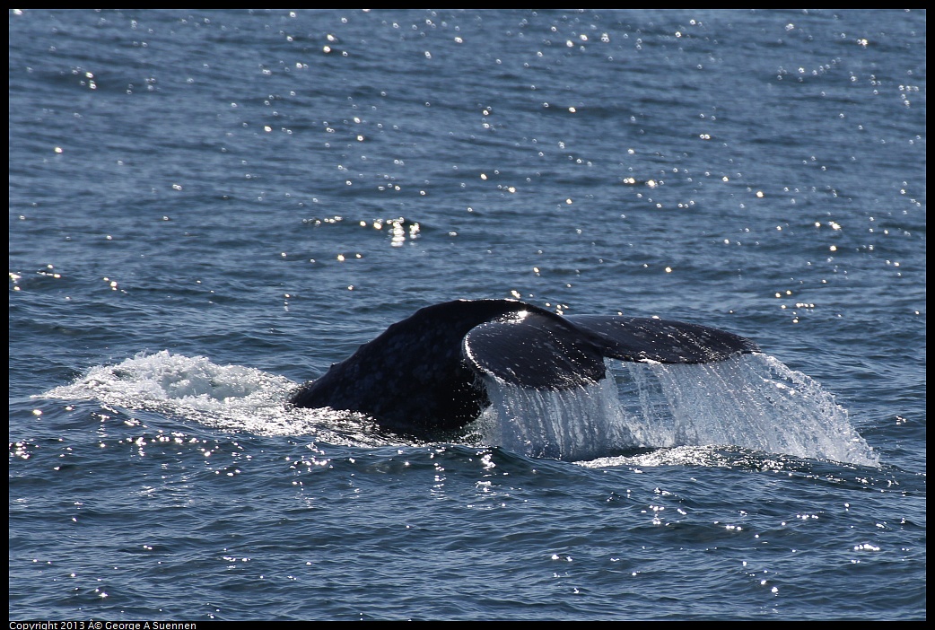 0210-121947-01.jpg - Gray Whale