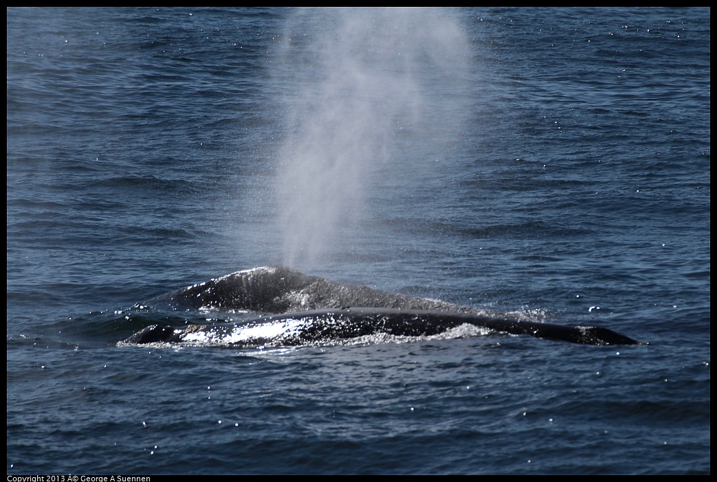 0210-122035-01.jpg - Gray Whale