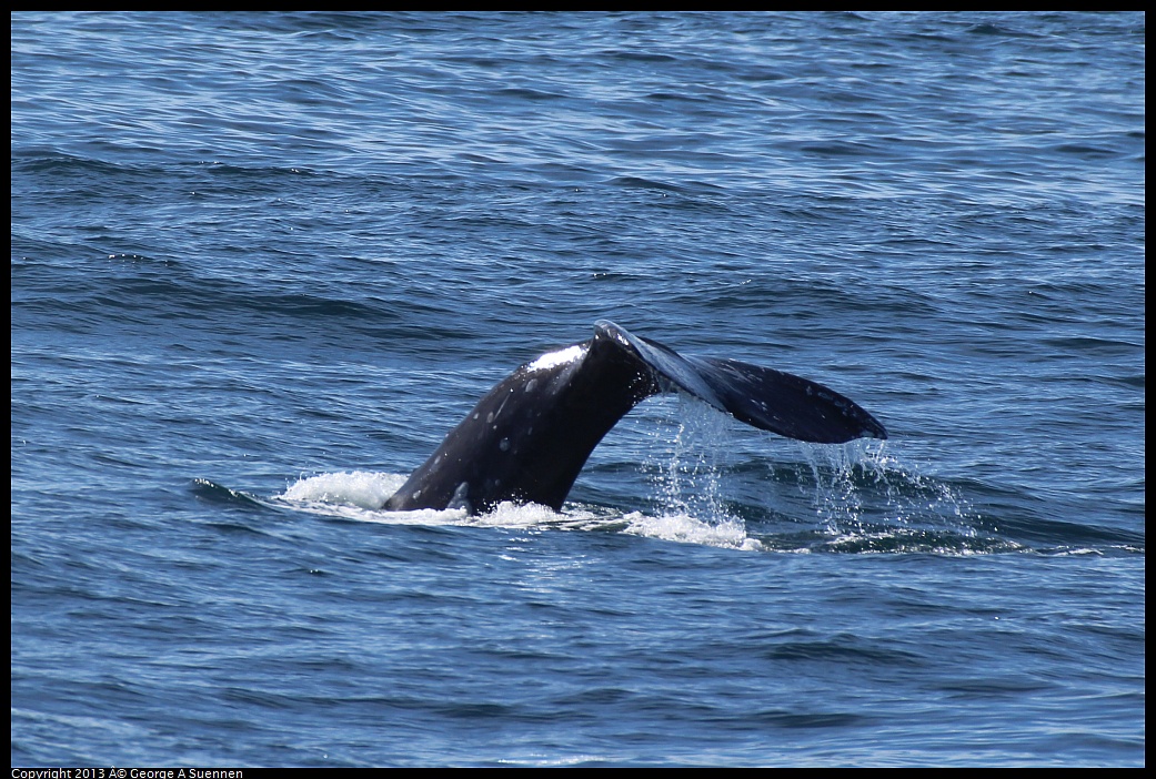 0210-122842-03.jpg - Gray Whale