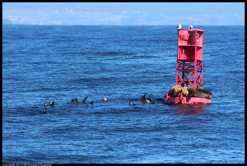 0210-125121-01.jpg - Bouy with Sea Lions