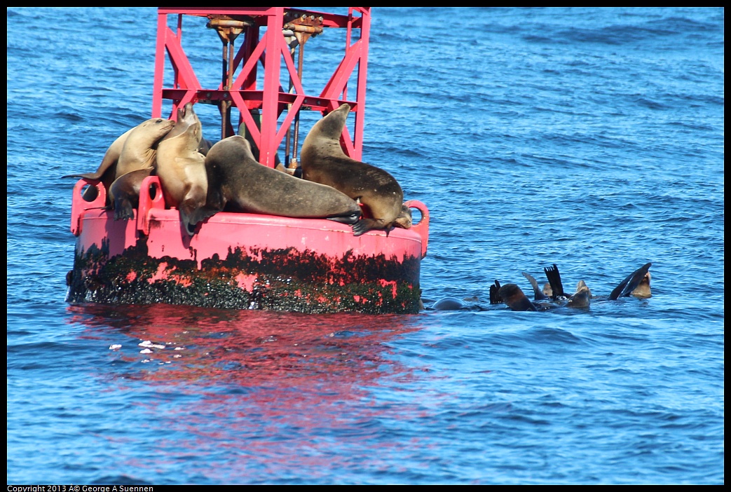 0210-125156-01.jpg - Bouy with Sea Lions