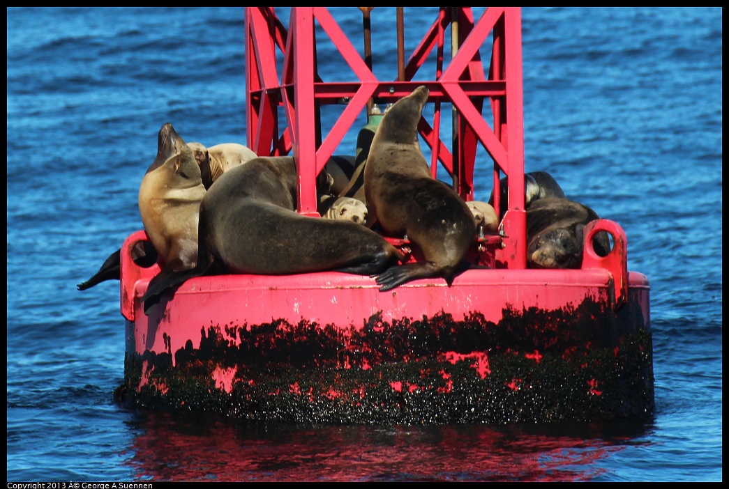 0210-125205-02.jpg - Bouy with Sea Lions