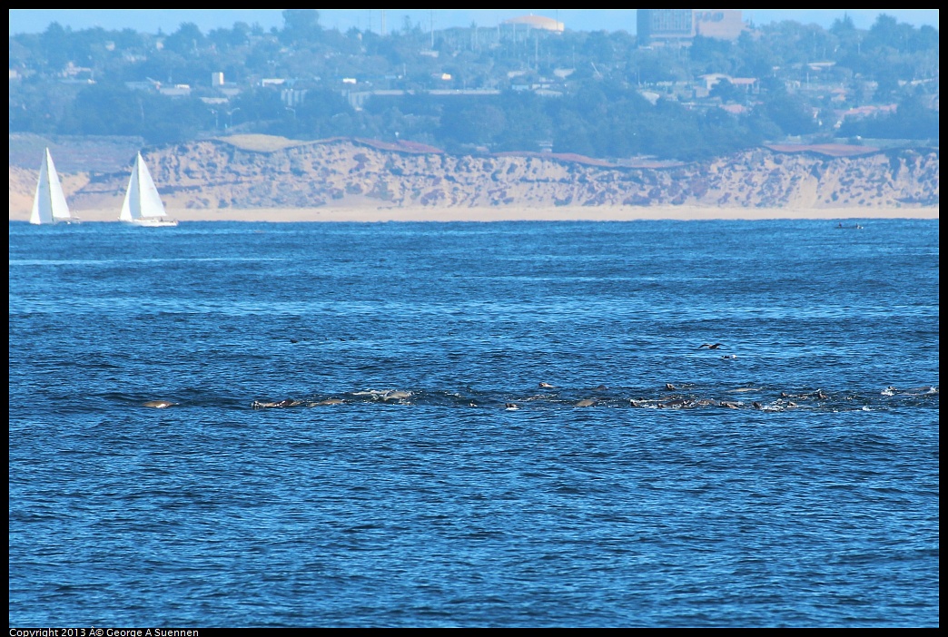 0210-125526-01.jpg - Raft of Sea Lions