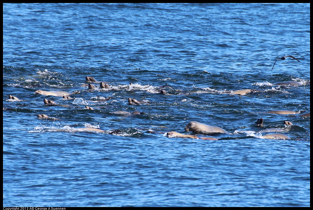 0210-125647-03.jpg - Raft of Sea Lions
