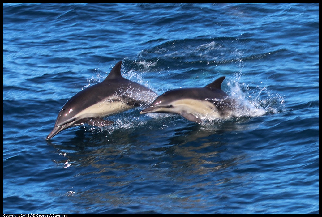 0210-131504-01.jpg - Long-beaked common dolphin