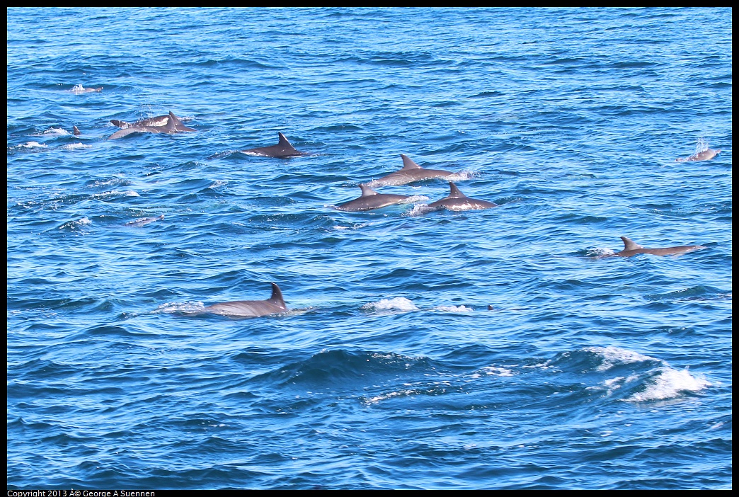 0210-131510-02.jpg - Long-beaked common dolphin