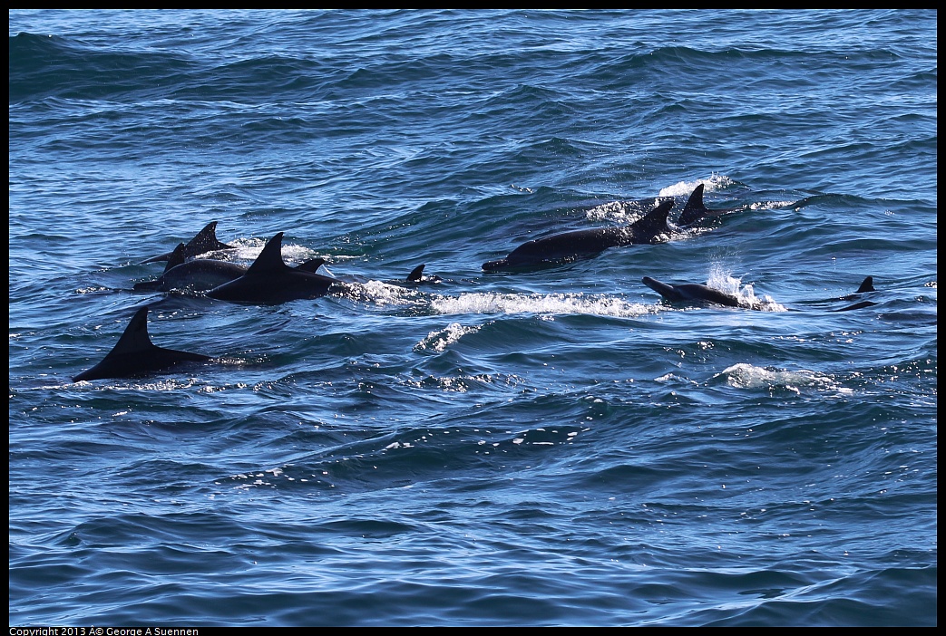 0210-131554-01.jpg - Long-beaked common dolphin