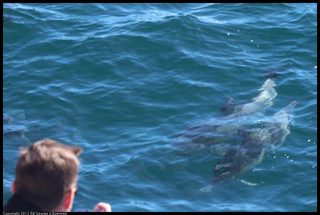 0210-131614-01.jpg - Long-beaked common dolphin