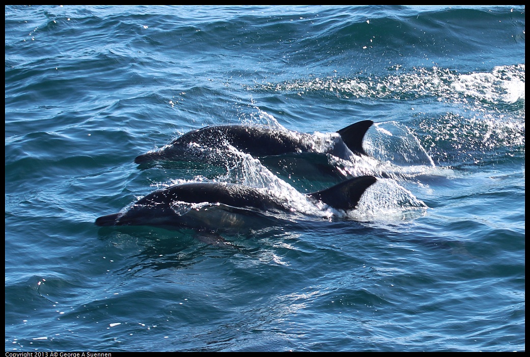 0210-131622-01.jpg - Long-beaked common dolphin