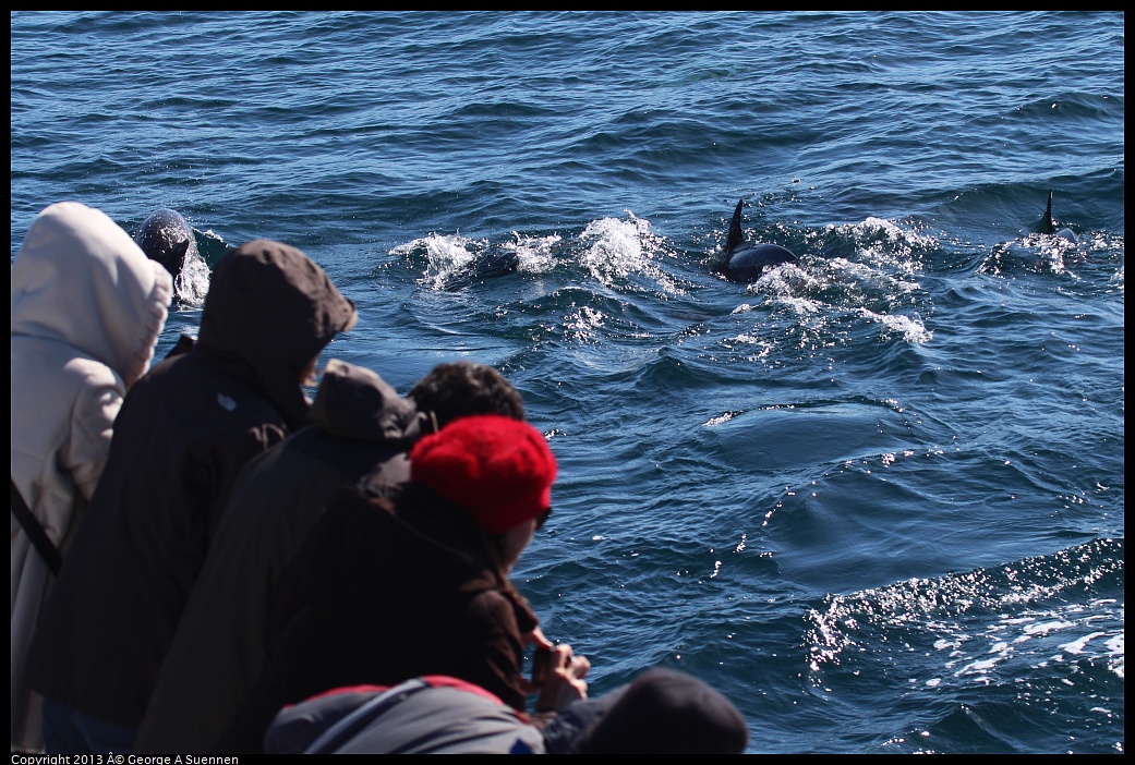 0210-131654-01.jpg - Long-beaked common dolphin