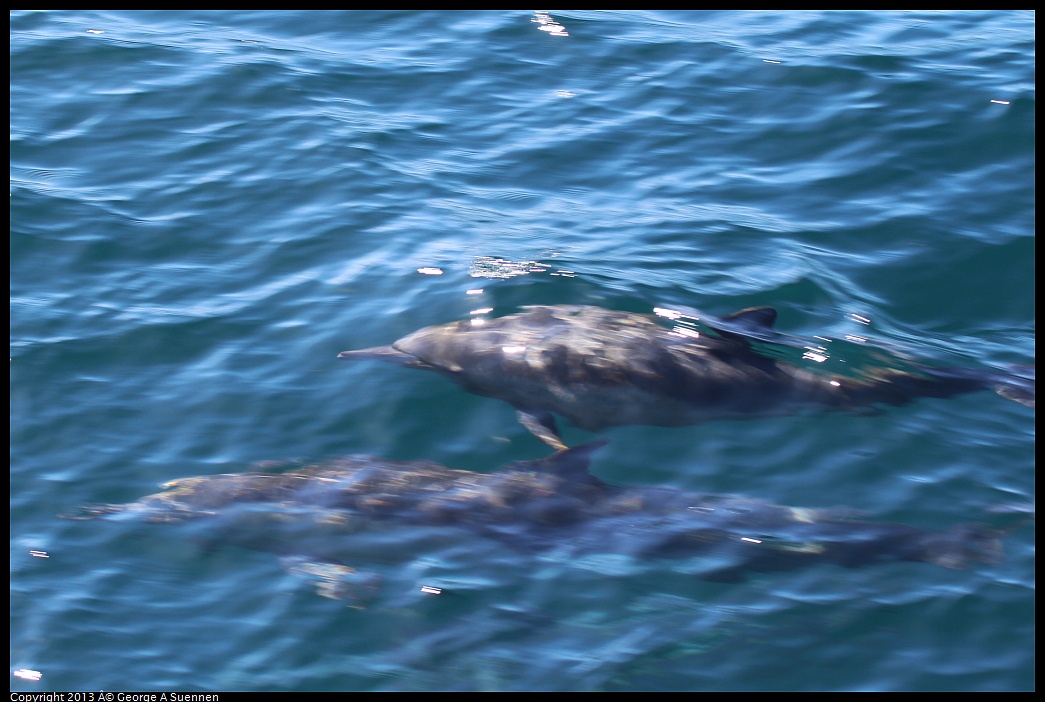 0210-131844-01.jpg - Long-beaked common dolphin