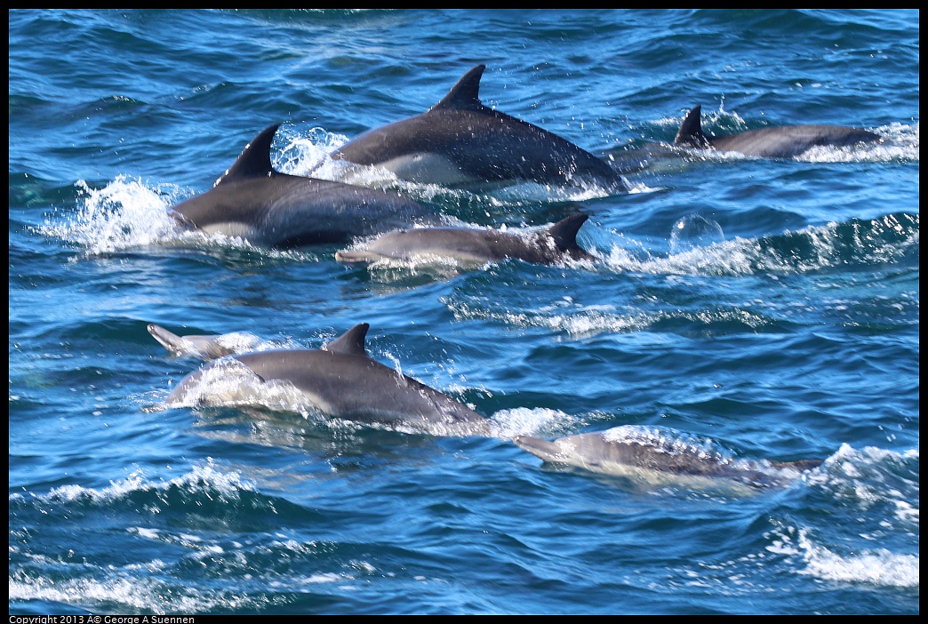 0210-131854-01.jpg - Long-beaked common dolphin