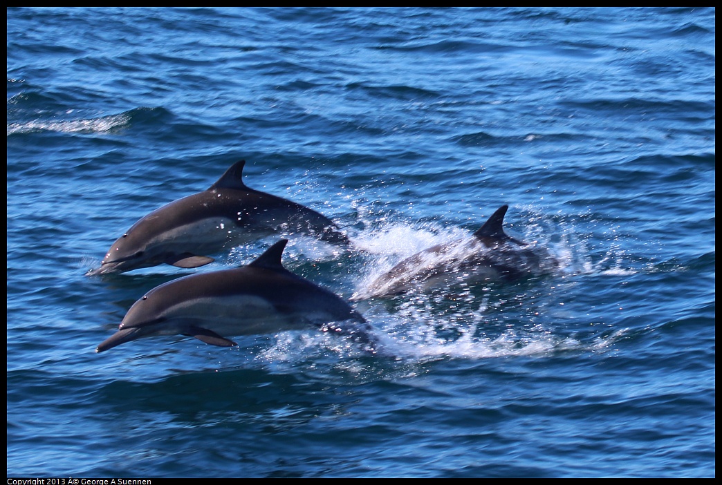 0210-131903-01.jpg - Long-beaked common dolphin