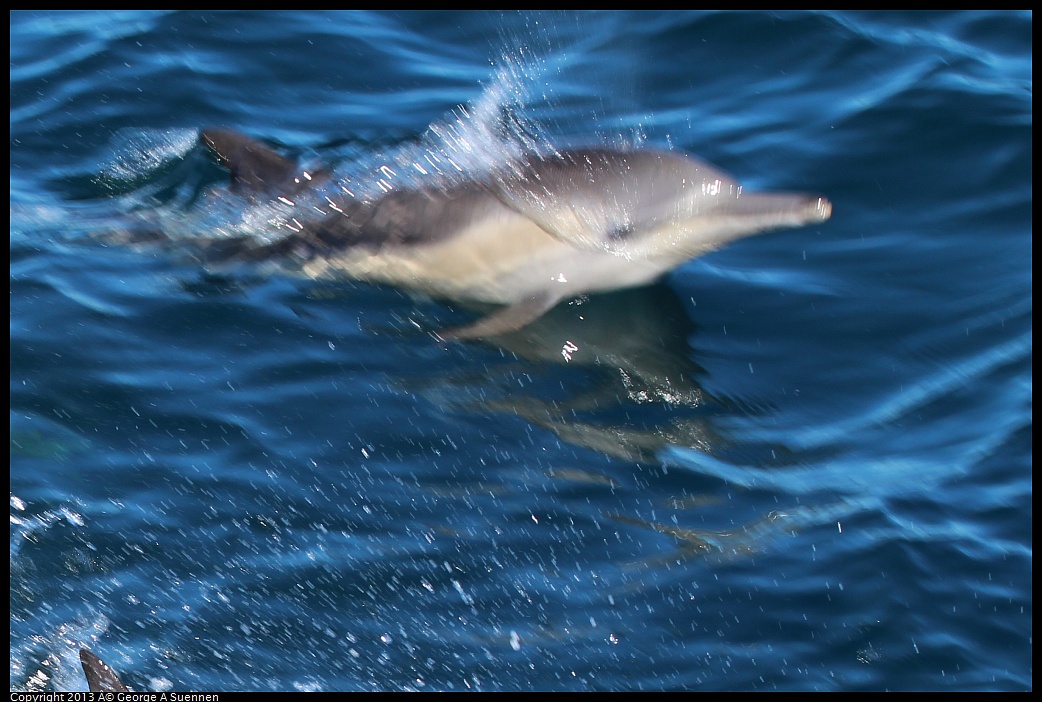 0210-132027-01.jpg - Long-beaked common dolphin