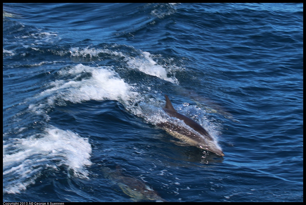 0210-132033-01.jpg - Long-beaked common dolphin