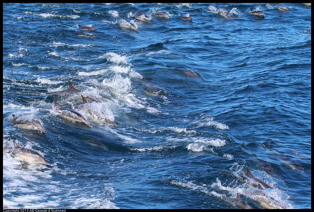 0210-132034-01.jpg - Long-beaked common dolphin
