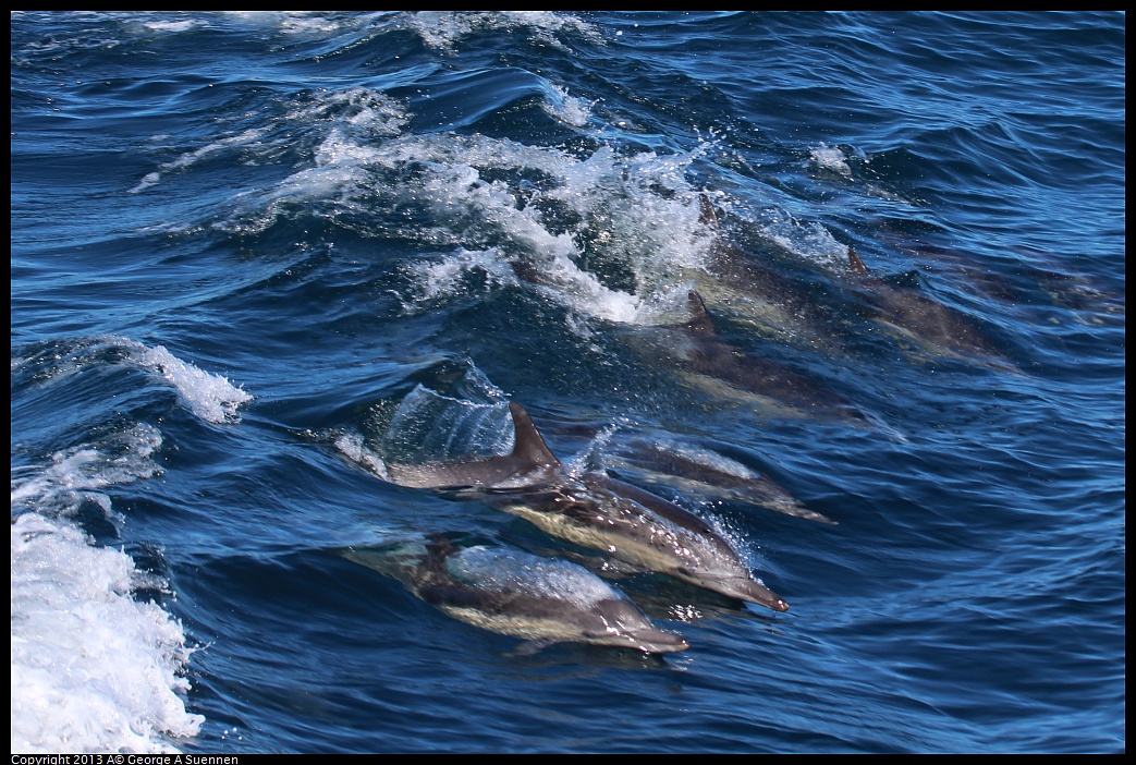 0210-132035-01.jpg - Long-beaked common dolphin