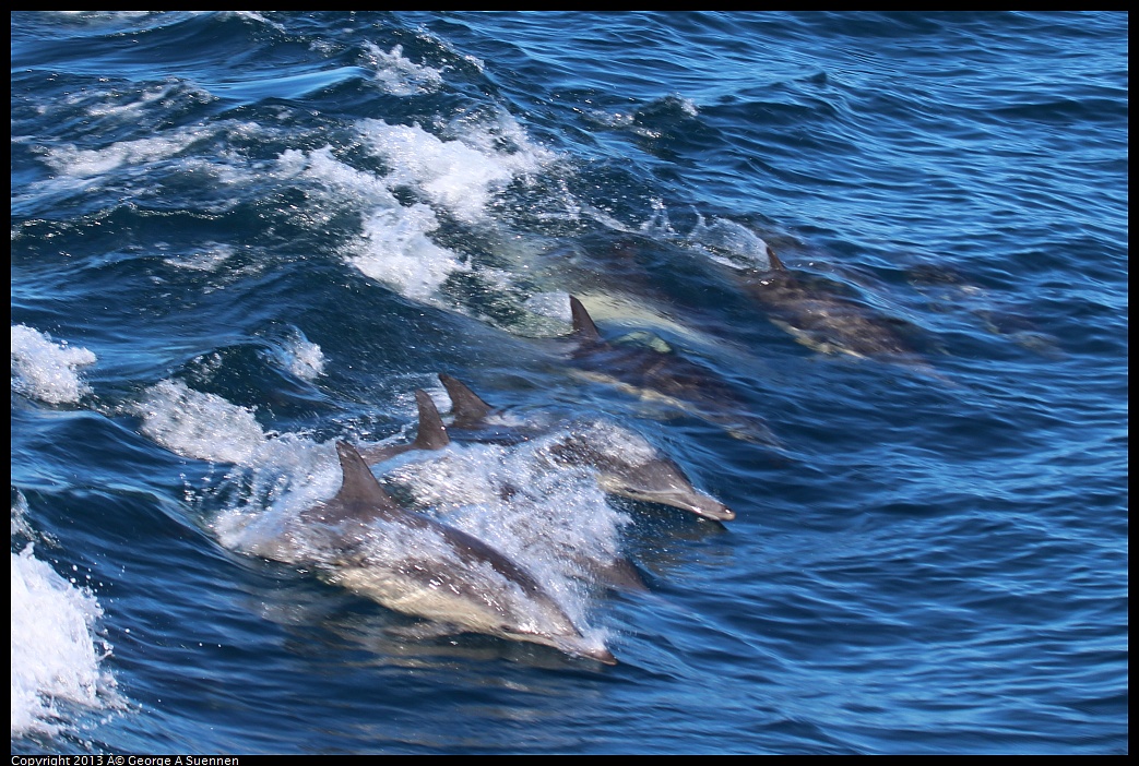 0210-132036-01.jpg - Long-beaked common dolphin