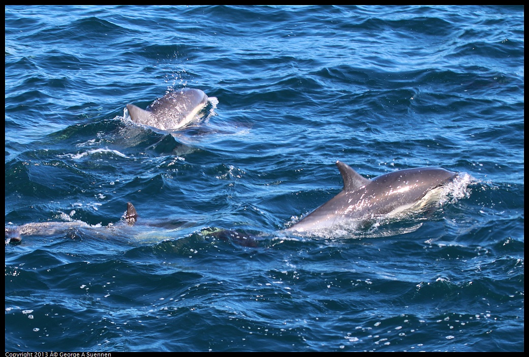 0210-132139-01.jpg - Long-beaked common dolphin