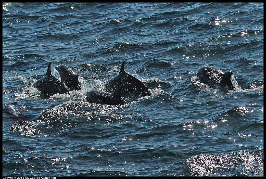 0210-132216-01.jpg - Long-beaked common dolphin